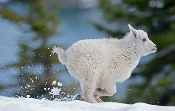 Picture snow, sheep, rune, snow sheep