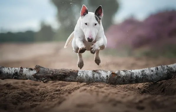 Jump, dog, running