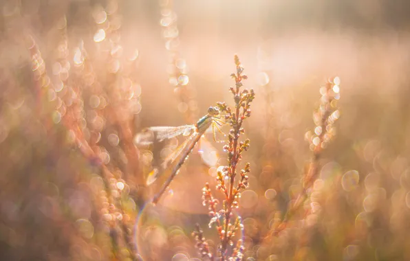 Picture macro, light, glare, dawn, glade, plant, dragonfly, morning