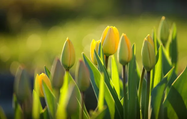 Picture greens, leaves, light, flowers, yellow, spring, tulips, buds