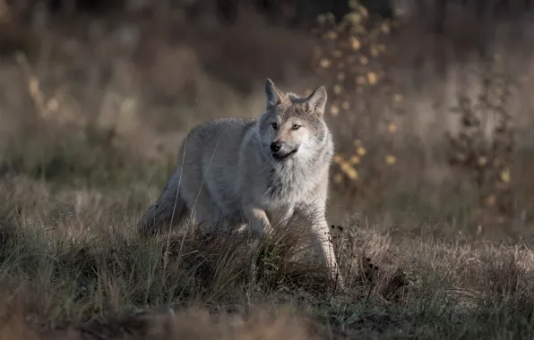 Grass, look, nature, grey, wolf, running