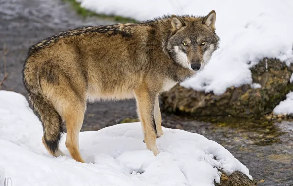 Picture look, snow, wolf, ©Tambako The Jaguar