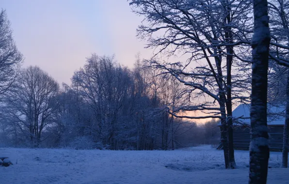 Picture snow, trees, sunrise