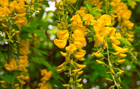 Picture Spring, Spring, Flowering, Flowering, Yellow flowers, Yellow flowers