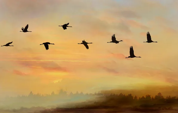 Autumn, forest, the sky, clouds, flight, sunset, birds, nature