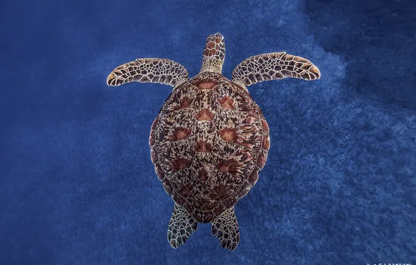 Picture the ocean, Turtle, under water, blue background