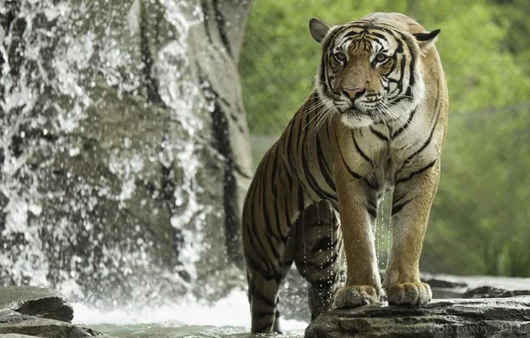 Picture tiger, predator, bathing, wild cat