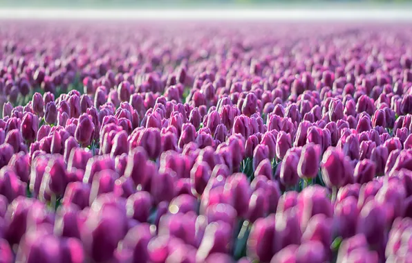 Field, flowers, spring, morning, tulips