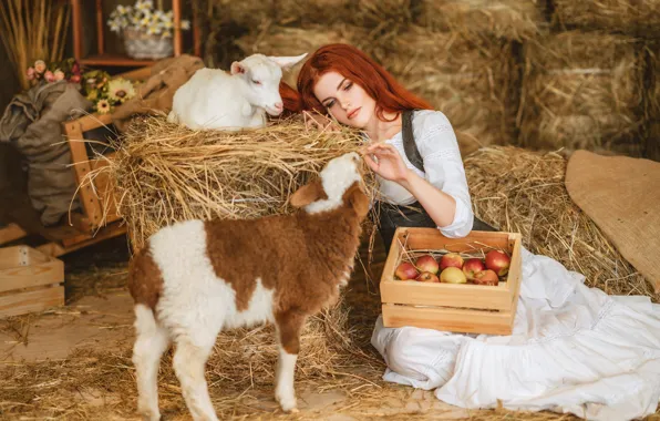 Girl, apples, hay, red, lamb, box, redhead, sheep