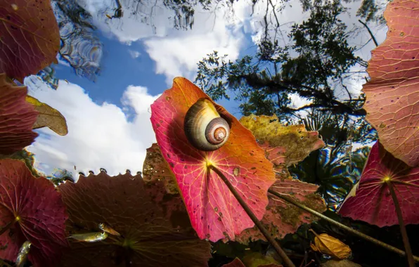 Leaves, snail, sink, Mexico, DOS Hoyos, the view from under the water, cenote