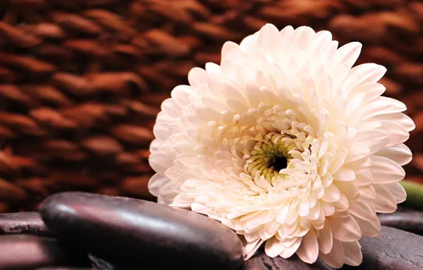 Flower, stones, White, Gerbera