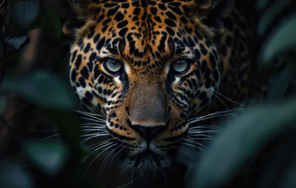 Look, face, leaves, the dark background, thickets, portrait, jungle, Jaguar