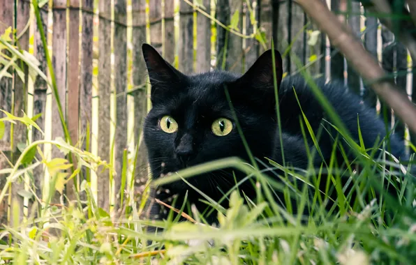 Cat, grass, cat, black
