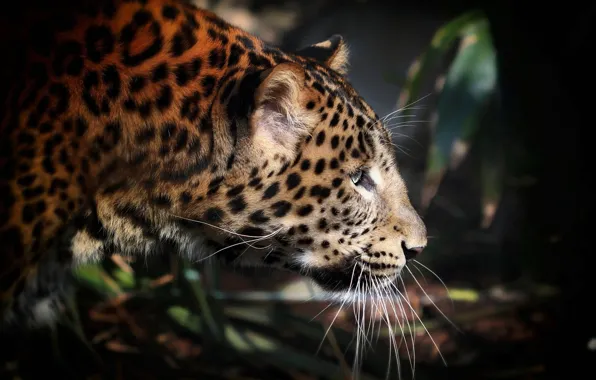 Picture spot, leopard, profile