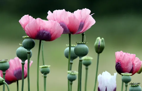 Flowers, Mac, meadow, box seed