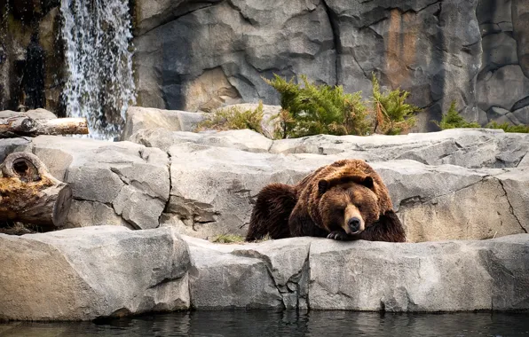 Water, stones, plant, bear, sleeping, resting, zoo