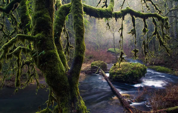 Trees, stones, moss, Oregon, Silver Falls