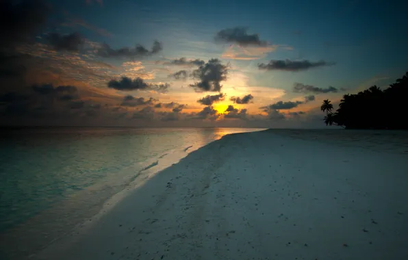 Sand, water, the sun, clouds, trees, Palma, palm trees, tree