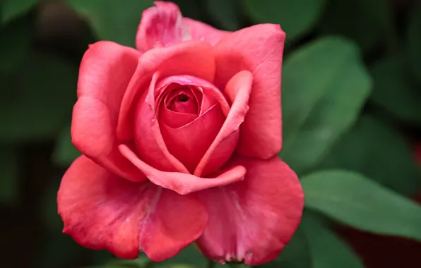 Macro, close-up, rose, petals, Bud