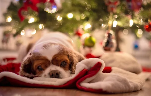 Picture stay, baby, puppy