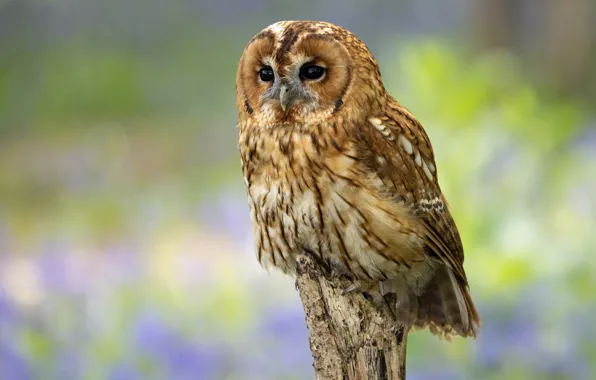 Look, nature, background, owl, bird, bokeh, column, owl