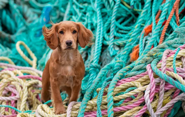 Picture cute, ropes, Spaniel
