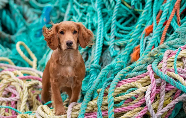 Cute, ropes, Spaniel