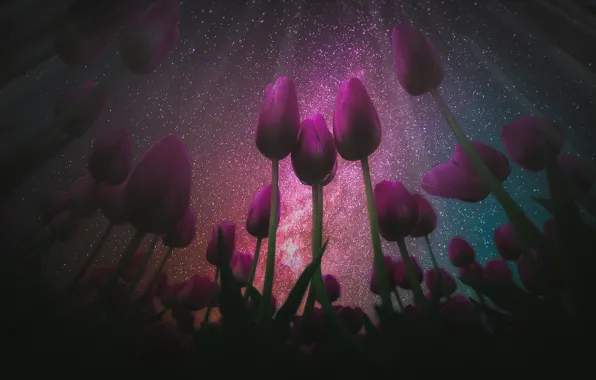 Field, the sky, stars, light, night, the dark background, rendering, spring