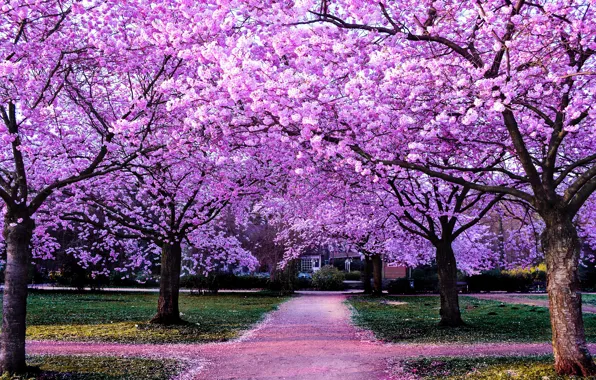 Trees, flowers, branches, Park, spring, petals, garden, Sakura