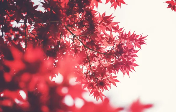 Picture leaves, tree, red