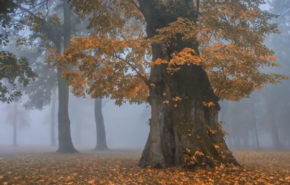 Picture autumn, forest, trees, fog, Park, branch, foliage, morning