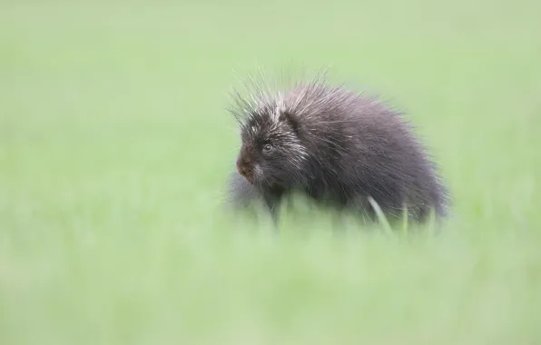 Grass, background, glade, cub, porcupine