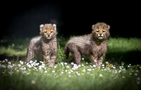 Flowers, nature, glade, kids, a couple, two, cheetahs