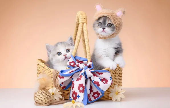 Look, cats, pose, kitty, kittens, cute, faces