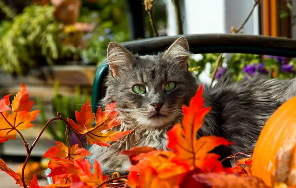 Autumn, cat, eyes, mustache, leaves, green, red, grey