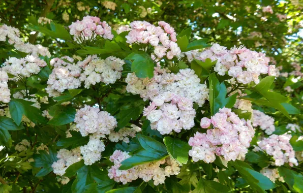 Summer, flowers, Bush, widescreen, beautiful, background, фон background, the Wallpapers