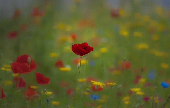 Field, grass, Maki, meadow