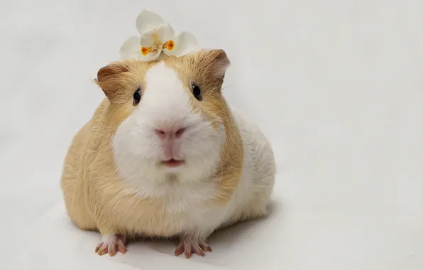 Nature, background, Guinea pig