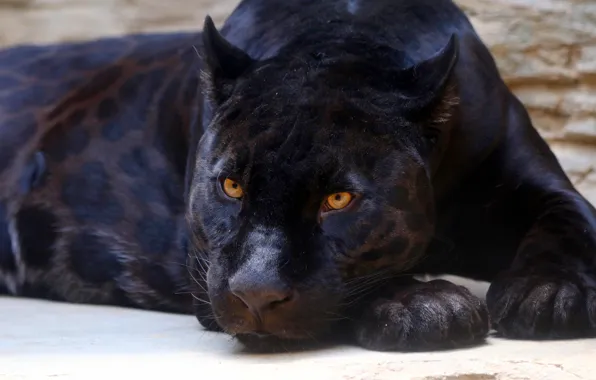 Picture look, face, pose, black, portrait, Panther, lies, yellow eyes