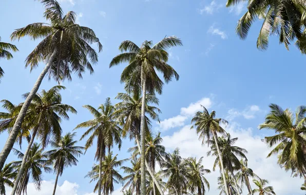 Picture beach, summer, the sky, the sun, palm trees, summer, beach, beautiful