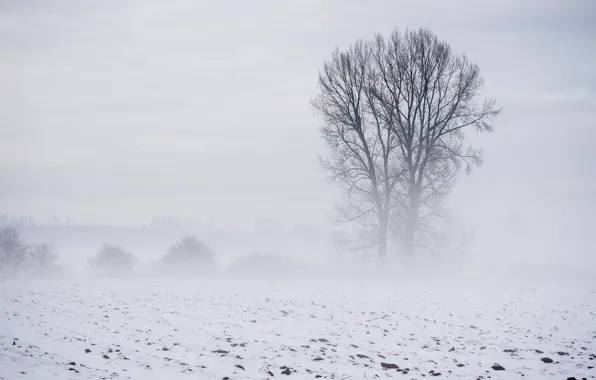 Picture field, landscape, fog