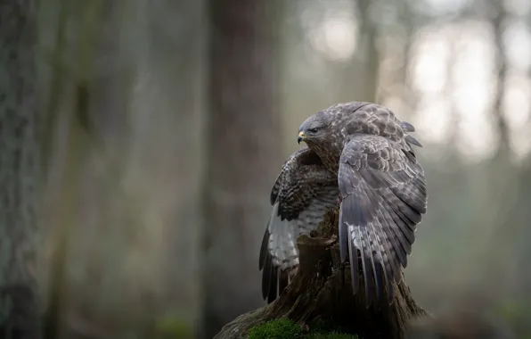Forest, look, pose, bird, stump, wings, bokeh, Buzzard