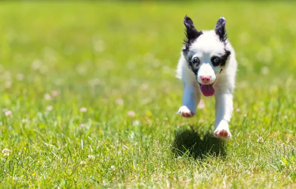 Picture field, summer, dog