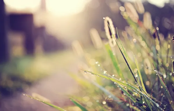 Grass, macro, light, street