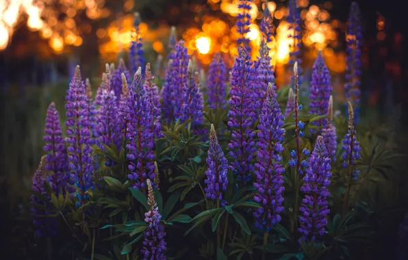 Picture light, flowers, glade, the bushes, lilac, bokeh, lupins