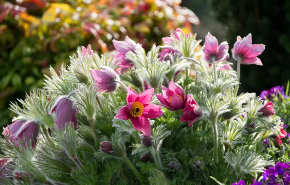 Flowers, spring, lilac, cross