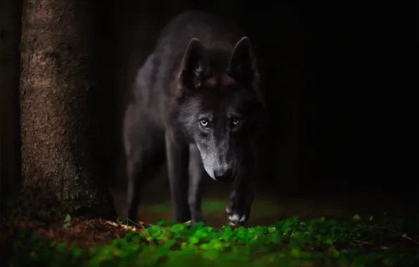 Look, face, background, dog, Volkosob