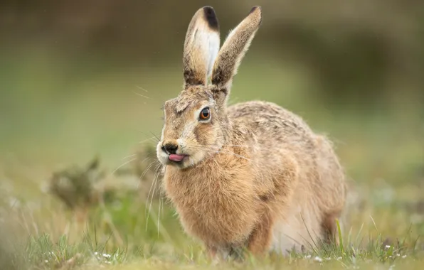 Picture language, grass, look, nature, grey, background, glade, hare