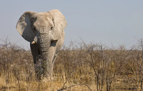 Savannah, Namibia, male, Etosha national Park (Etosha National Park), African elephant