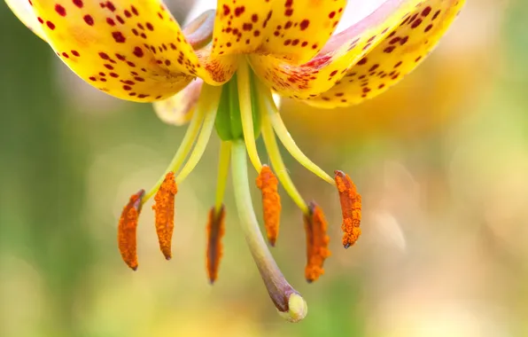 Flower, paint, Lily, petals, stamens